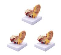 Sxmrmnx 3 modelos de anatomía del oído humano 1.5X - Modelo profesional de simulación de estructura del oído interno de escritorio para educación