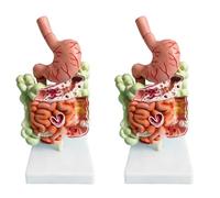 Sxmrmnx Modelo del digestivo humano, anatomía del estómago, intestino grande, ciego, recto, duodeno, órganos internos humanos, 2 unidades