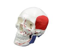 SXRQ Modelo anatómico de calavera de tamaño real, modelo de esqueleto de cabeza humana, modelo anatómico de calavera humana codificada por números para estudio