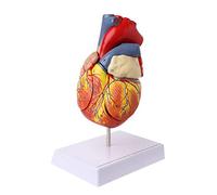 SXRQ Modelo anatómico de corazón humano desmontado, anatomía, vísceras médicas, órganos médicos