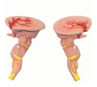 SXTYFBB Anatomía Humana científica, Modelo de Cerebro para Medicina del Sistema nervioso craneal, Modelo de Cerebro médico para enseñanza del Sistema nervioso Central