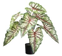 Syngonium maceta de plástico, juego de 2