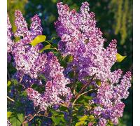 Syringa Bloomerang Pink Perfume - Lila común planta de exterior lista