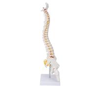 Syrisora Modelo de Columna Vertebral Modelo Anatómico de Vértebra Caudal de Columna Vertebral Flexible con Nervios Espinales para la Enseñanza de Ciencias en el Aula