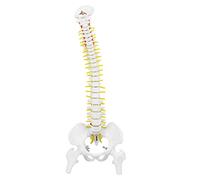 Syrisora Plantilla de Columna Vertebral Humana Flexible y Desmontable de 38 Cm para Enseñar Estudio de Anatomía Esqueleto