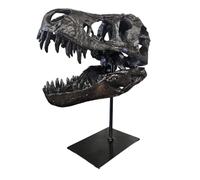 T-Rex Cráneo XXL sobre soporte de metal - Réplica - Tyrannosaurus Rex - Dinosaurio - Fósil - Decoración de lujo - 30x25 cm