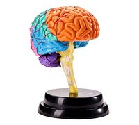 T TOOYFUL Modelo de Cerebro Anatomía Órgano Humano Rompecabezas Juguete Educativo Herramienta Modelo de Cerebro Humano para la educación Pantalla Enseñanza