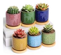 T4u 6.3cm Cerámico Grieta de Hielo Zisha Elevado Serie Suculento Maceta de Cactus Flor Macetas Envase Plantas Azul Claro con Bandejas de Todo Color Conjunto de 6