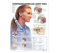 Tabla anatómica de la articulación temporomandibular (TMJ)