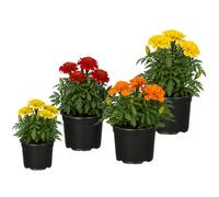 Tagete Mini Tagetes Patula | Set de 4 Plantas | Maceta 10 cm | 15-20 cm de Altura | para Maceteros Florales | DECOALIVE