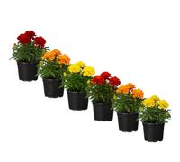 Tagete Mini Tagetes Patula | Set de 6 Plantas | Maceta 10 cm | 15-20 cm de Altura | para Maceteros Florales | DECOALIVE