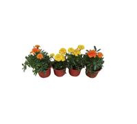 Tagete Mix Pack 4 Plantas Naturales con Flores de Colores
