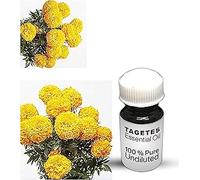 Tagetes Essential Oil / 100% Pure Tagetes Undiluted Essential Oil Premium Quality (500 ML, NATURAL)