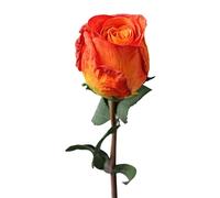 Tainrunse Flor de rosa sintética de una sola rama, rosa artificial, regalo para crear atmósfera, pétalos más gruesos, hermosa vida útil, naranja