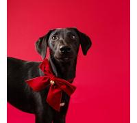 Talking Tables Pañuelo para el Cuello para Mascotas, Corbata de Terciopelo Rojo para Perros y Gatos con Campana Dorada, Accesorio Festivo para Gatos y Perros, Fiesta de Navidad o Regalo