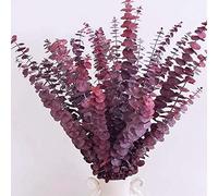 Tallos de eucalipto secos, rojos, decoraciones de otoño para el hogar, eucalipto largo real, naranja marrón, planta de eucalipto viva natural fresca, flores secas para jarrón, arreglo floral de 17