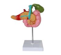 Tamaño de vida 1: 1 Human Pancreas Duodenum Biliar Besquiladora Anatómica Anatomía Suministros laboratorio aprendizaje