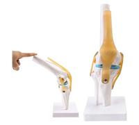 Tamaño de Vida Articulación de la Rodilla Humana con Modelo de simulación de Banda Modelo Funcional para la Herramienta de Aprendizaje de anatomía del Esqueleto Modelos Normales