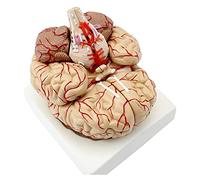 Tamaño de vida Modelo de cerebro 4D Modelo de cerebro humano Desmontaje 8 partes Modelo de enseñanza de órganos para el estudio de anatomía (tamaño: 12x11x15cm) (Tamaño: 12 x 11 x 15 cm) (12 x 11 x 15