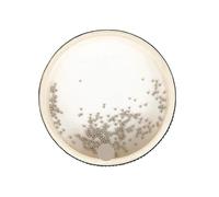 Tambor OceáNico Ocean Wave Bead Tambor de mano Instrumentos musicales Música Percusión(20cm)