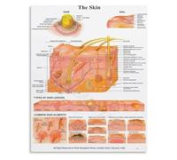 TAMDDBPJD Classroom Style Skin Anatomy Poster for Health Science and Room Decor Print(Unframed,12x18inch(30x45cm))