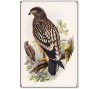 TammieLove TinSignEUa41153 - Letrero de metal con diseño de águila manchada John Gould Birds of Great Britain, reproducción de arte vintage de vida silvestre, 8 x 12 pulgadas, TinSignEUa41153