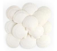 TaoQ C 16 Piezas Conchas Naturales, 10 cm - 12 cm Blanco Conchas Marinas Naturales Conchas Grandes para Artesanías Bodas decoran Fiestas temáticas de Playa, peceras y Rellenos de jarrones