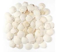 TaoQ C 48 Piezas Conchas Naturales, 3cm - 5cm Blanco Conchas Marinas Naturales Conchas Grandes para Artesanías Bodas decoran Fiestas temáticas de Playa, peceras y Rellenos de jarrones