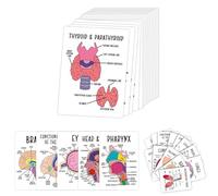 Tarjetas Flash de anatomía Humana: guía de Estudio Visual para enfermería y preparación de exámenes, 30 Tarjetas Flash de anatomía Humana con diagramas etiquetados, información Clave (1PC)