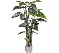 Taro maceta de cemento