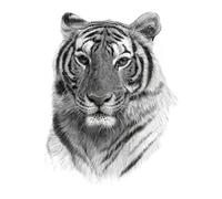Tatuaje temporal para hombres, mujeres, niños, niñas, tigre, animales, tatuajes, papel, 20 x 15 cm (002)