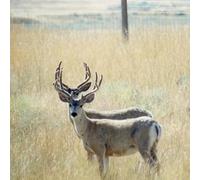 Tau - Boris Hegenbart - First / Dew The Hikuioto Selection [Vinilo]