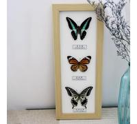 Taxidermia,EspéCimen De Mariposas,Exquisito EspéCimen De Insecto,Muestras De Mariposa Reales Con Herramienta De Aprendizaje De Insectosenmarcado,EnseñAnza,DecoracióN Del Hogar,Boda,Regalo De CumpleañO