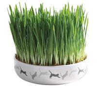 Tazón de cerámica con hierba gatera ø 15 × 4 cm