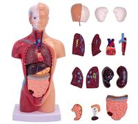 TAZZOR Modelo de anatomía de 15 piezas, 28 cm, torso cerebral y órganos internos, modelo de montaje anatómico 4D de órganos humanos, muñeca de anatomía corporal para estudios médicos y fines