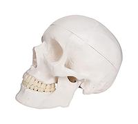 Tbkoeudhg Modelo de cráneo, anatomía de tamaño natural, modelo anatómico para adultos con tapa de cráneo extraíble y mandíbula inferior articulada