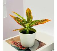 TDCuizent Planta verde artificial en maceta, árbol de bonsái de imitación para escritorio, adornos de escritorio pequeños, hojas de plástico realistas, decoración baja para el hogar, oficina