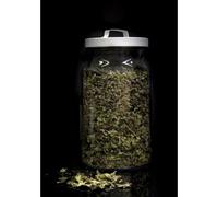 Te Verde Gunpowder ECOLOGICO a granel - 100