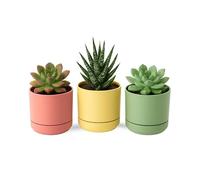 TECHZOCO Macetas para Cactus de plástico, Mini Maceteros Pequeños para platas, Macetas Decorativas, No Incluyen Las platas, Incluye Plato Integrado, 10.5 cm diámetro x 9.2 cm Alto, Pack 3 Unidades