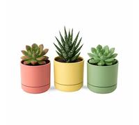 TECHZOCO Macetas para Cactus de plástico, Mini Maceteros Pequeños para platas, Macetas Decorativas, No Incluyen Las platas, Incluye Plato Integrado, 16 cm Alto x 14 cm Diámetro, Pack 3 Unidades