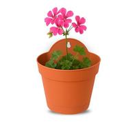 TECHZOCO Macetero con Soporte de Pared, Maceta Redonda plástico, Tiesto Colgar Flores, Fabricado en Polipropileno, Recipiente Pared para Flores, 17 cm diámetro x 10.7 cm Base x 19 cm Alto, Terracota