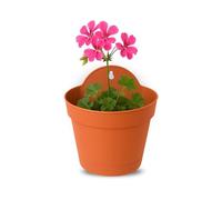 TECHZOCO Macetero con Soporte de Pared, Maceta Redonda plástico, Tiesto Colgar Flores, Fabricado en Polipropileno, Recipiente Pared para Flores, 15 cm diámetro x 9.3 cm Base x 16.8 cm Alto, Terracota
