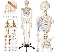 tectake® Esqueleto Humano Modelo Anatómico Tamaño Real, Cuerpo Humano, Fines Didácticos, Incluye Póster, Cráneo con Apertura Fácil, Extremidades Desmontables, Articulaciones Móviles, Alta Calidad