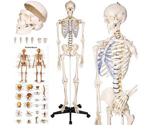 tectake® Esqueleto Humano Modelo Anatómico Tamaño Real, Cuerpo Humano, Fines Didácticos, Incluye Póster, Cráneo con Apertura Fácil, Extremidades Desmontables, Alta Calidad