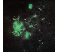 Tecture - Anomalous Materials [Vinilo]