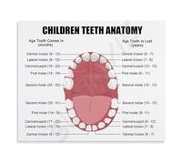 Teeth and Gum Anatomy Educational Poster Detailed Chart Canvas Wall Art for Dental Clinic School Classroom Learning(Framed,08x12inch(20x30cm))