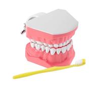 Teeth Model - 9.7x6.1cm Interactive Tooth Model for Educational Training, Mouth Study Supplies with Toothbrush and Teaching Materials for Teens, Friends, Daughter, Youth, Family Learning