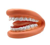 Teeth Model - PVC 15x11x9.5cm | Soft Wearable Fake Teeth Model, Mouth Anatomy Models, Education Models, Care Teaching Aid | Dentals Practice