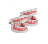 Teeth Model，Standard Dental Teeth Model - Dental Mouth Model Human Teeth Model Tooth Brushing Model for Teachi