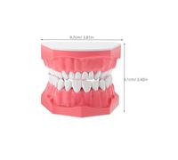 Teeth Models For Students - Training Tooth | Educational Tooth Model With Toothbrush For Study, Learning Aid Fors Teens, Kids, And Adults, Mouth Study Supplies School, Home, Friends, Family, Sons, Dau